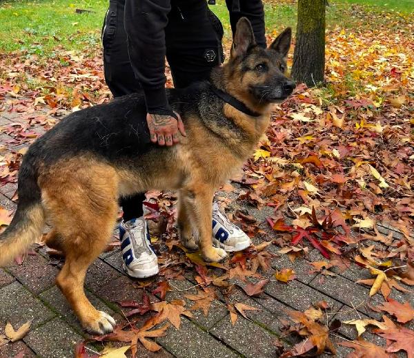 FEDERICA PASTORE TEDESCO Foto 4